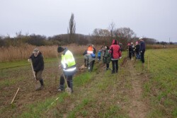 Výsadba stromků a keřů